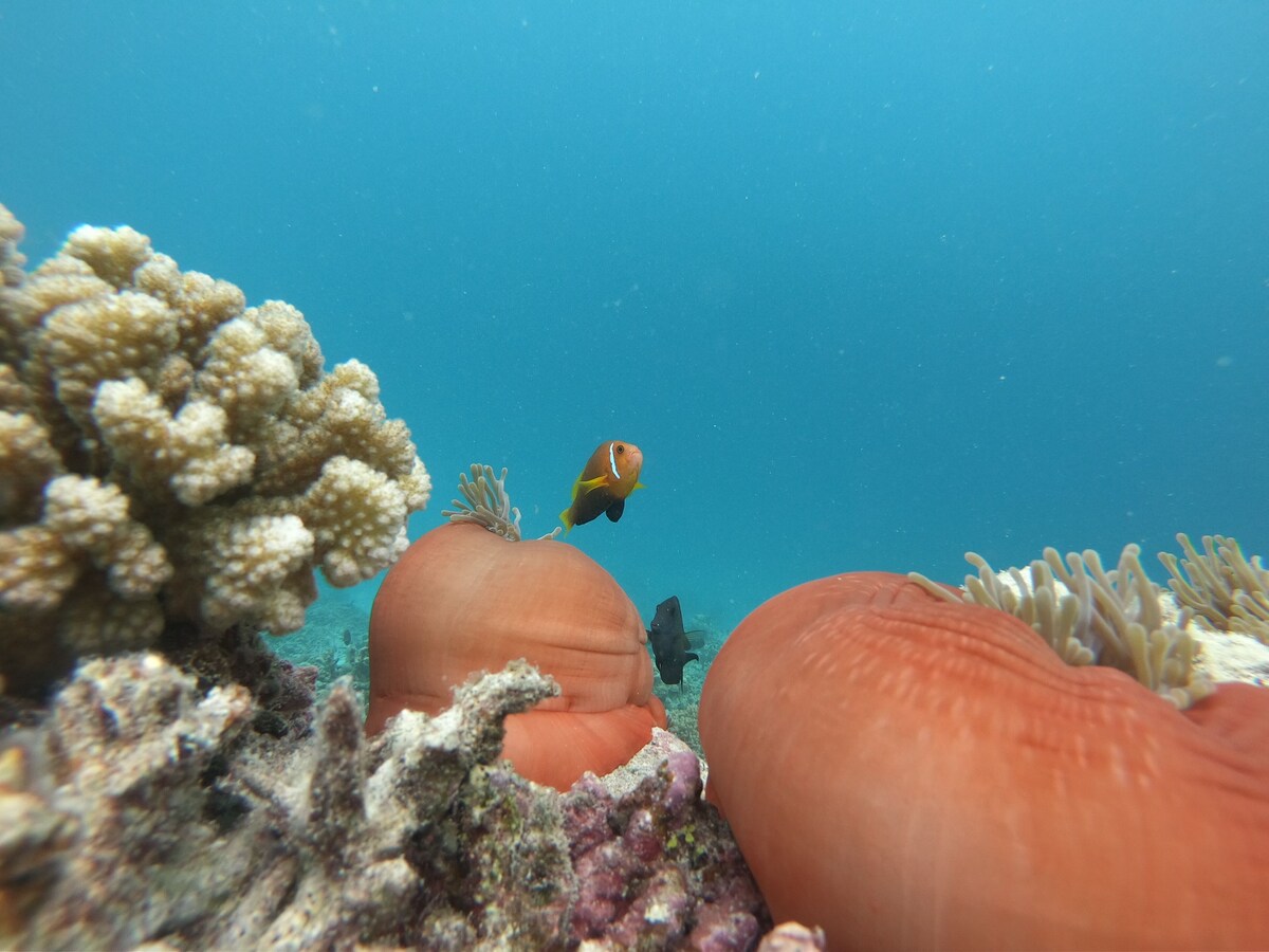 Shark Snorkeling